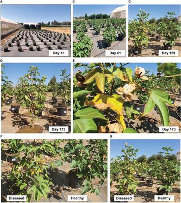 The cotton charcoal rot causal agent, Macrophomina phaseolina, biological and chemical control
